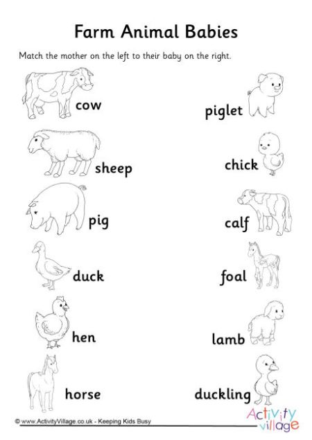 Animals and their Young | our homework help