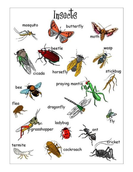 types of insects